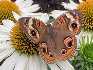 Common Buckeye, a butterfly in the family Nymphalidae.